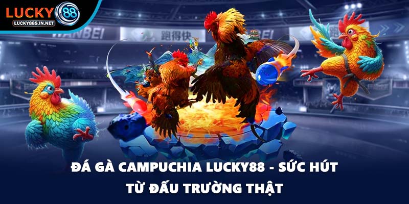 Đá Gà Campuchia Lucky88 - Sức Hút Từ Đấu Trường Thật