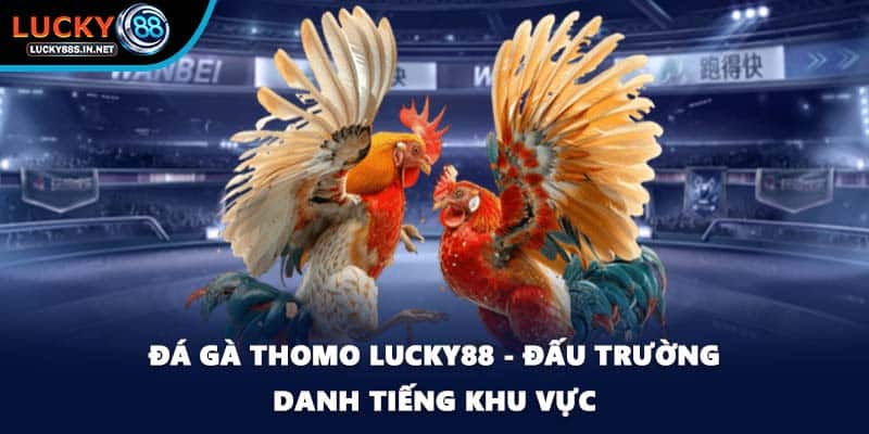 Đá gà Thomo Lucky88 - Đấu Trường Danh Tiếng Khu Vực