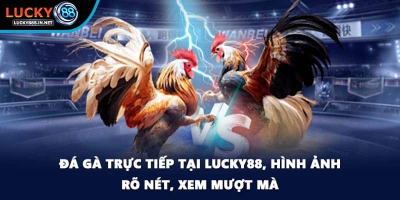 Đá gà trực tiếp tại Lucky88, hình ảnh rõ nét, xem mượt mà